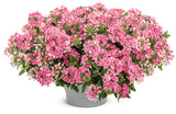 Verbena - Superbena Cherryburst
