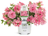 Verbena - Superbena Cherryburst