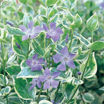 Vinca Vine - Variegated