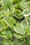 Vinca Vine - Variegated