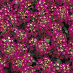 Alyssum - Easter Bonnet Violet