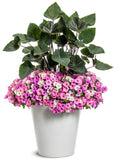 Petunia - Supertunia Vista Bubblegum