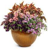 Coleus - Colorblaze El Brighto