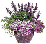 Petunia - Supertunia Hoopla Vivid Orchid