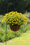 Osteospermum - Voltage Yellow