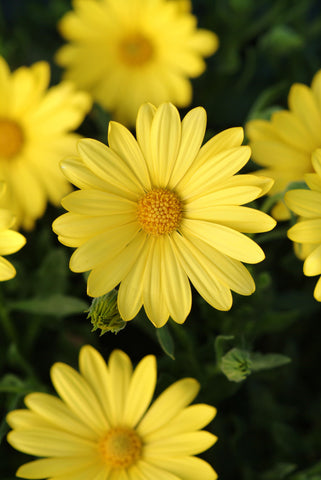 Osteospermum - Voltage Yellow