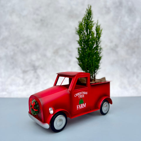 Cypress Tree in Small Red Truck