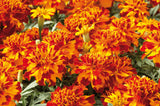 Marigold - Safari Bolero