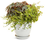 Plectranthus - Variegata