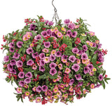 Petunia - Supertunia Mini Vista Plum Veined