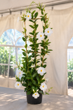 Mandevilla - Tropica Grandiosa White