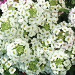 Alyssum - Easter Bonnet White