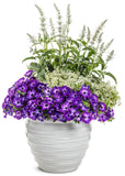 Petunia - Supertunia Tiara Blue