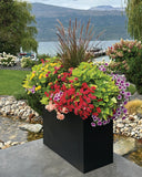 Petunia - Supertunia Hoopla Vivid Orchid