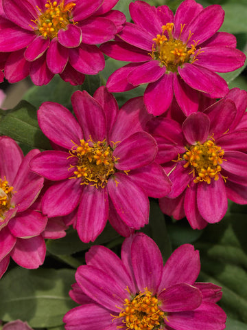 Zinnia - Profusion Cherry