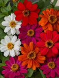 Zinnia - Profusion 4 Color Mix