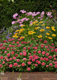 Zinnia - Zahara Double Raspberry Ripple