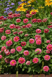 Zinnia - Zahara Double Raspberry Ripple