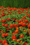 Zinnia - Zahara Double Fire
