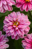 Zinnia - Zahara Double Raspberry Ripple