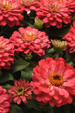 Zinnia - Zahara Double Salmon
