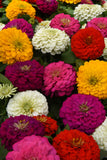 Zinnia - Zesty Mix Tray