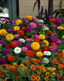 Zinnia - Zesty Mix Tray