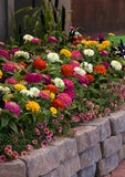 Zinnia - Zesty Mix Tray