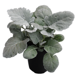 Dusty Miller - New Look