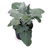 Dusty Miller - New Look