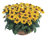 Rudbeckia - Toto Gold