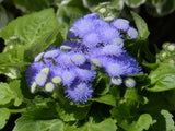 Ageratum - Aloha Blue