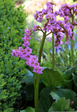 Bergenia - Winterglut