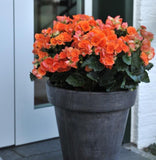 Begonia - Amstel Batik Orange