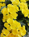 Begonia - Amstel Blitz Yellow