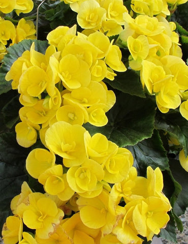 Begonia - Amstel Blitz Yellow