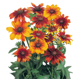 Rudbeckia - Autumn Colors