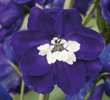 Delphinium - Magic Fountains Dark Blue & White Bee