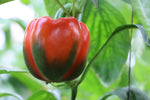 Peppers - Baron Red Beauty