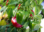 Peppers - Baron Red Beauty