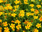 Marigold - Gem Tangerine