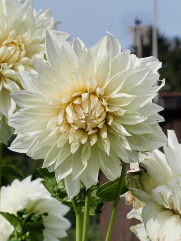 Dahlia - Dinner Plate White Fleurel