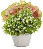 Plectranthus - Variegata