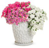 Petunia - Supertunia Vista Fuchsia