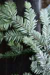 Silver Fir