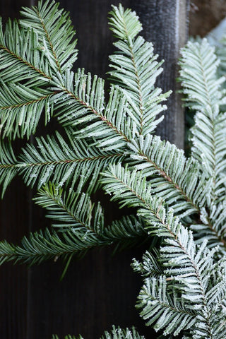 Silver Fir