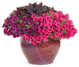Petunia - Supertunia Vista Fuchsia