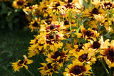 Rudbeckia - Denver Daisy