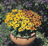 Rudbeckia - Toto Gold