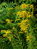 Solidago - Super Goldenrod